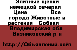 Элитные щенки немецкой овчарки › Цена ­ 30 000 - Все города Животные и растения » Собаки   . Владимирская обл.,Вязниковский р-н